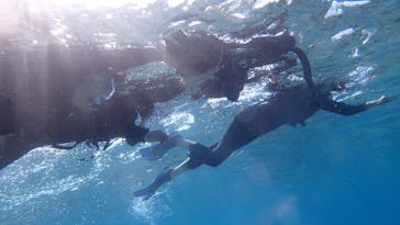 ダイビングショップ Sea Free（シーフリー）に投稿された画像（2020/11/21）