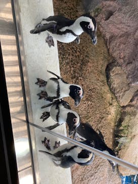 京都水族館に投稿された画像（2020/11/21）