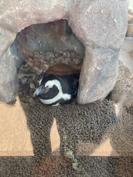 京都水族館に投稿された画像（2020/11/21）