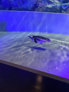 すみだ水族館に投稿された画像（2020/11/21）