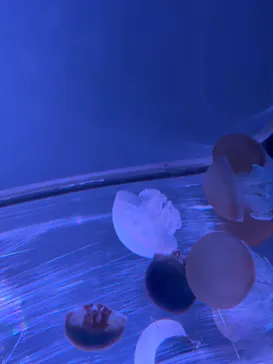 すみだ水族館に投稿された画像（2020/11/21）