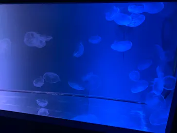 すみだ水族館に投稿された画像（2020/11/21）