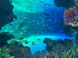 サンシャイン水族館に投稿された画像（2020/11/21）