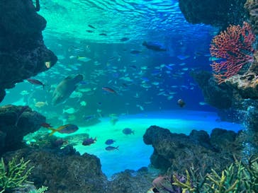 サンシャイン水族館に投稿された画像（2020/11/21）