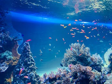 サンシャイン水族館に投稿された画像（2020/11/21）