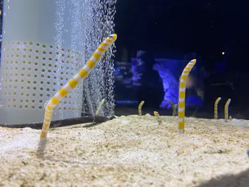 すみだ水族館に投稿された画像（2020/11/21）