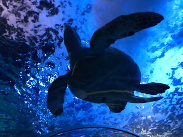 しながわ水族館に投稿された画像（2020/11/21）