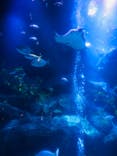 すみだ水族館に投稿された画像（2020/11/21）