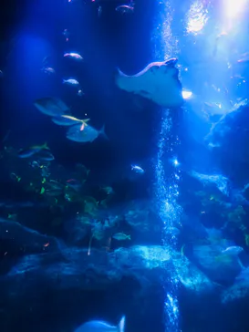 すみだ水族館に投稿された画像（2020/11/21）