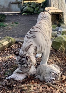 伊豆アニマルキングダムに投稿された画像（2020/11/21）