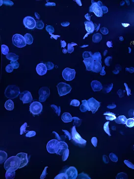 すみだ水族館に投稿された画像（2020/11/21）