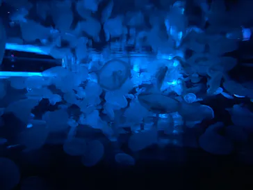 すみだ水族館に投稿された画像（2020/11/21）