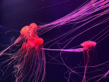 すみだ水族館に投稿された画像（2020/11/21）