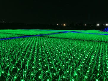 東京メガイルミに投稿された画像（2020/11/21）