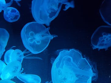 京都水族館に投稿された画像（2020/11/21）