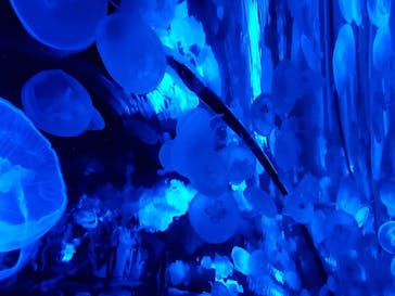 京都水族館に投稿された画像（2020/11/21）