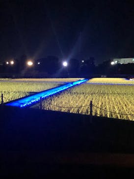 東京メガイルミに投稿された画像（2020/11/21）