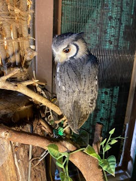 伊豆アニマルキングダムに投稿された画像（2020/11/21）