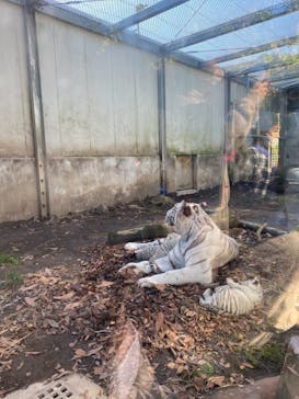 伊豆アニマルキングダムに投稿された画像（2020/11/21）