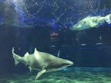 アクアワールド茨城県大洗水族館に投稿された画像（2020/11/21）