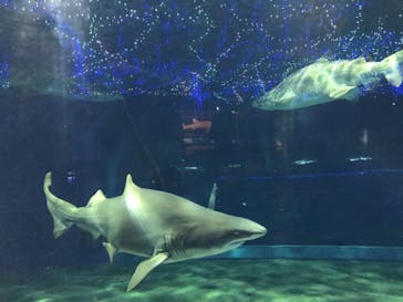 アクアワールド茨城県大洗水族館に投稿された画像（2020/11/21）