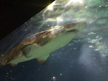 アクアワールド茨城県大洗水族館に投稿された画像（2020/11/21）