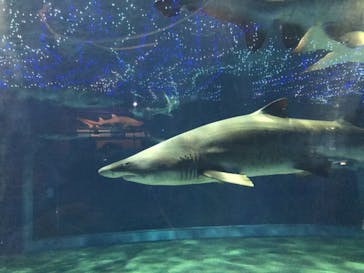 アクアワールド茨城県大洗水族館に投稿された画像（2020/11/21）