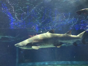 アクアワールド茨城県大洗水族館に投稿された画像（2020/11/21）