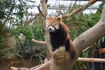 神戸どうぶつ王国に投稿された画像（2020/11/21）