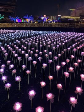 東京メガイルミに投稿された画像（2020/11/21）