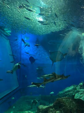 アクアワールド茨城県大洗水族館に投稿された画像（2020/11/21）