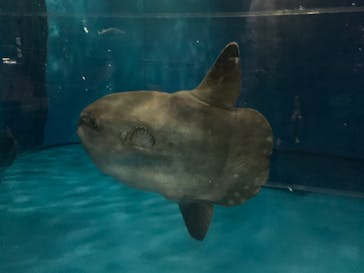 アクアワールド茨城県大洗水族館に投稿された画像（2020/11/21）
