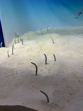 アクアワールド茨城県大洗水族館に投稿された画像（2020/11/21）