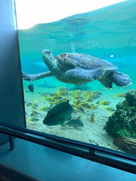 横浜・八景島シーパラダイスに投稿された画像（2020/11/21）