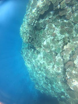 All Blue（オールブルー）に投稿された画像（2020/11/21）