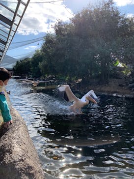 神戸どうぶつ王国に投稿された画像（2020/11/21）