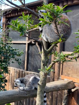 神戸どうぶつ王国に投稿された画像（2020/11/21）