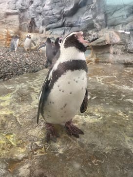 旭川市旭山動物園に投稿された画像（2020/11/21）