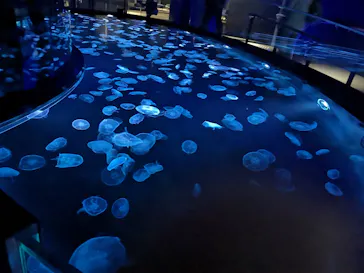 すみだ水族館に投稿された画像（2020/11/21）