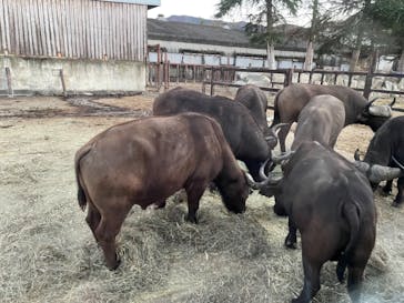 群馬サファリパークに投稿された画像（2020/11/21）