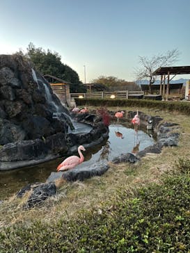 群馬サファリパークに投稿された画像（2020/11/21）