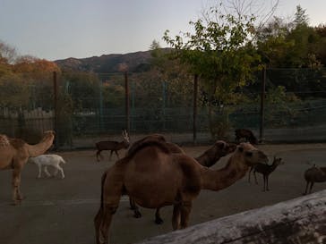 群馬サファリパークに投稿された画像（2020/11/21）