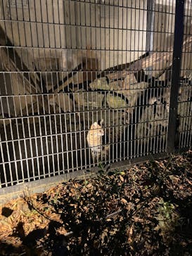 群馬サファリパークに投稿された画像（2020/11/21）