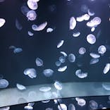 サンシャイン水族館に投稿された画像（2020/11/22）