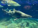 アクアワールド茨城県大洗水族館に投稿された画像（2020/11/22）