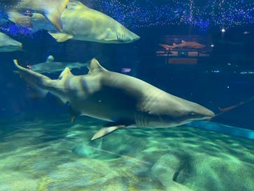 アクアワールド茨城県大洗水族館に投稿された画像（2020/11/21）