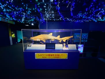 アクアワールド茨城県大洗水族館に投稿された画像（2020/11/21）