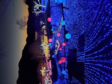 さがみ湖MORI MORIに投稿された画像（2020/11/21）