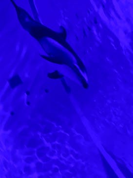 アクアワールド茨城県大洗水族館に投稿された画像（2020/11/21）