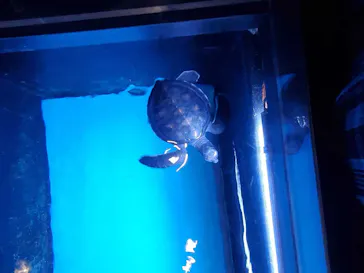 すみだ水族館に投稿された画像（2020/11/21）